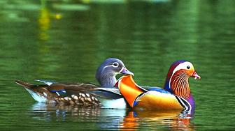 mandarin-ducks.jpg